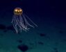 Deep sea jellyfish